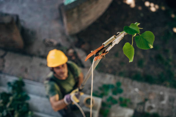 Professional Tree Services in Cottonwood, AL
