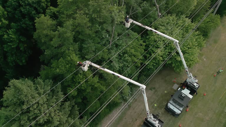 Best Tree Removal  in Cottonwood, AL