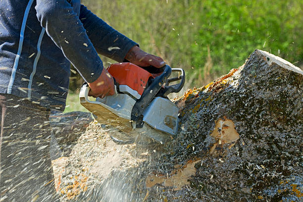 Lawn Pest Prevention in Cottonwood, AL